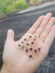 Cochlospermum orinocense