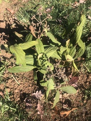 Viburnum rhytidophyllum