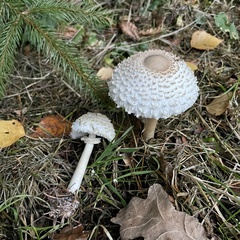 Leucoagaricus nympharum