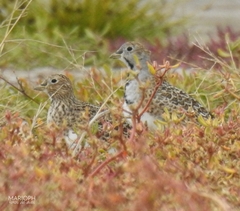 Thinocorus rumicivorus