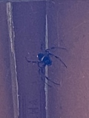 Nephilingis cruentata