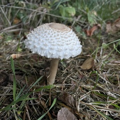 Leucoagaricus nympharum