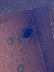 Nephilingis cruentata