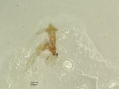 Jassargus pseudocellaris