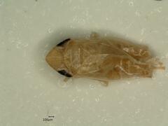 Jassargus pseudocellaris