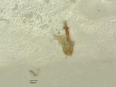 Psammotettix confinis