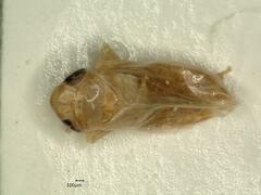 Psammotettix confinis