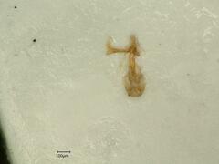 Psammotettix confinis