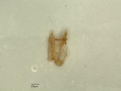 Psammotettix confinis