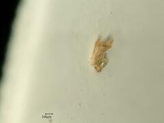 Psammotettix confinis