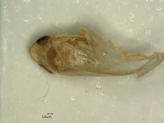 Psammotettix confinis