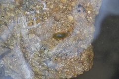 Erpobdellidae