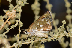 Hesperopsis libya libya