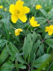 Anemonoides ranunculoides