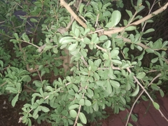Ehretia rigida
