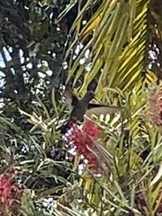 Eupetomena cirrochloris