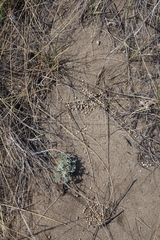 Ochotona dauurica