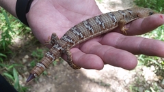 Gerrhonotus infernalis