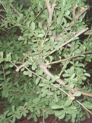 Ehretia rigida