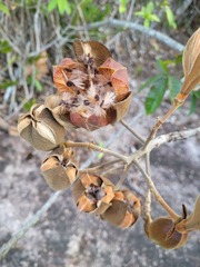 Cochlospermum orinocense