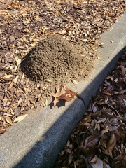 Solenopsis saevissima