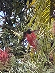 Eupetomena cirrochloris