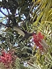 Eupetomena cirrochloris