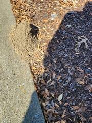 Solenopsis saevissima