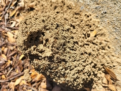 Solenopsis saevissima