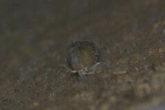 Bithynia tentaculata