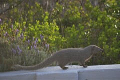 Herpestes pulverulentus