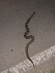 Crotalus culminatus