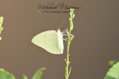 Catopsilia florella