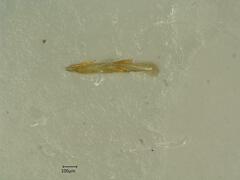 Anoscopus albifrons