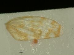 Anoscopus albifrons