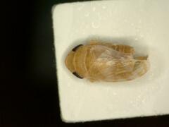Anoscopus albifrons