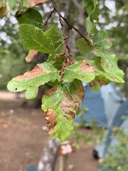 Nothofagus obliqua