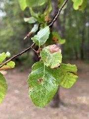 Nothofagus obliqua