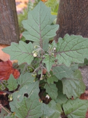 Solanum nigrum