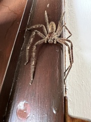 Palystes superciliosus