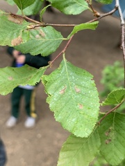 Nothofagus obliqua