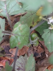Solanum nigrum
