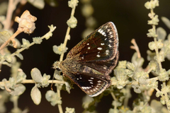 Hesperopsis libya libya