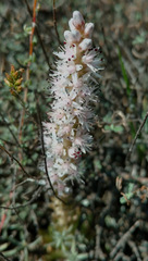 Orostachys thyrsiflora