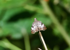Chiomara georgina