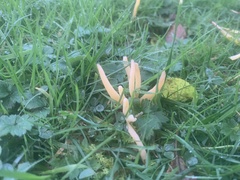 Clavariaceae