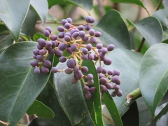 Ligustrum lucidum