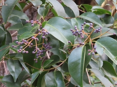 Ligustrum lucidum
