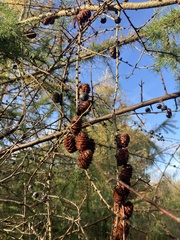 Larix decidua