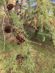 Larix decidua